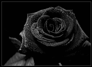 Black-Rose-04